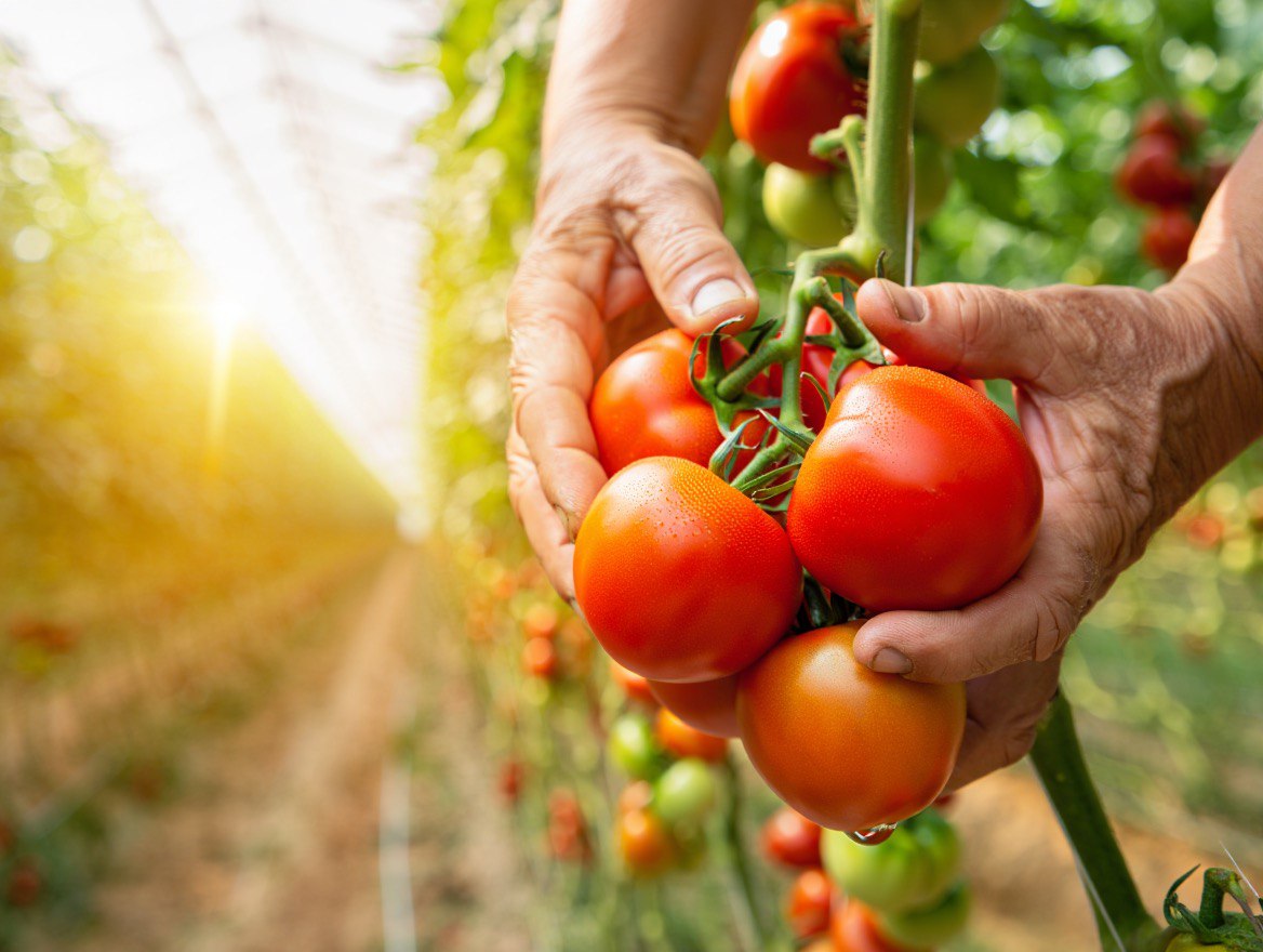 Работа без риска: сезонное сельское хозяйство в Европе